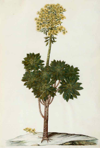 Tree houseleek. Aeonium arboreum. Moninckx, J., Moninckx atlas, vol. 7: t. 43 (1682-1709). Free illustration for personal and commercial use.