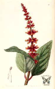 Salvia confertiflora. Edwards’s Botanical Register, vol. 25: (1839) [S.A. Drake]. Free illustration for personal and commercial use.