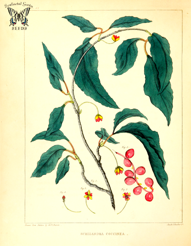 Bay star-vine. Schisandra glabra (as Schizandra coccinea)  Pink or red flowers followed by red berries. Can climb to 65 feet tall or more. Native to the southern U.S. A flora of North America, Barton, W.P.C., vol. 1 (1821)