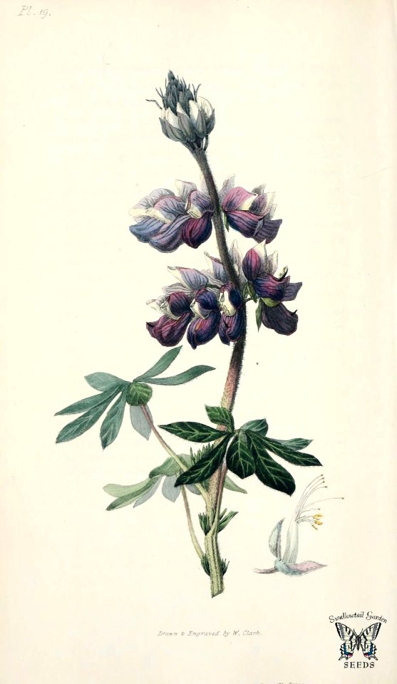 Nootka lupine. Lupinus nootkatensis. Morris, R., Flora conspicua, t. 19 (1826) [W. Clark]