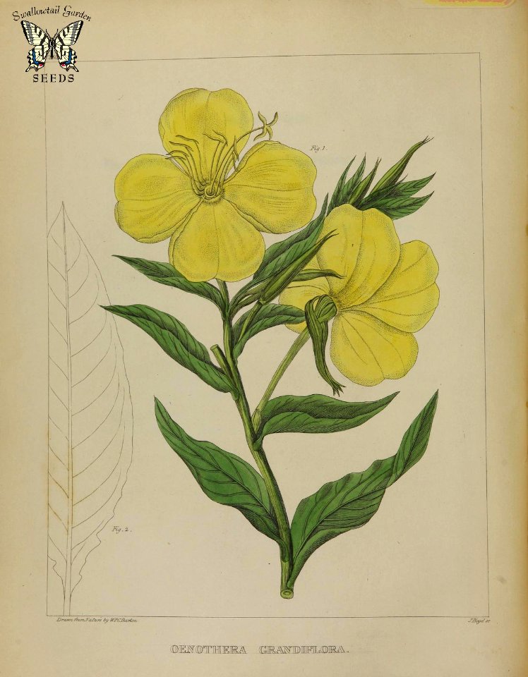 Oenothera biennis [as Oenothera grandiflora]  Large, lemon-scented, yellow flowers open in the evening and close by noon the next day. A biennial, can grow up to 6 feet tall. A flora of North America, Barton, W.P.C., vol. 1 (1821)