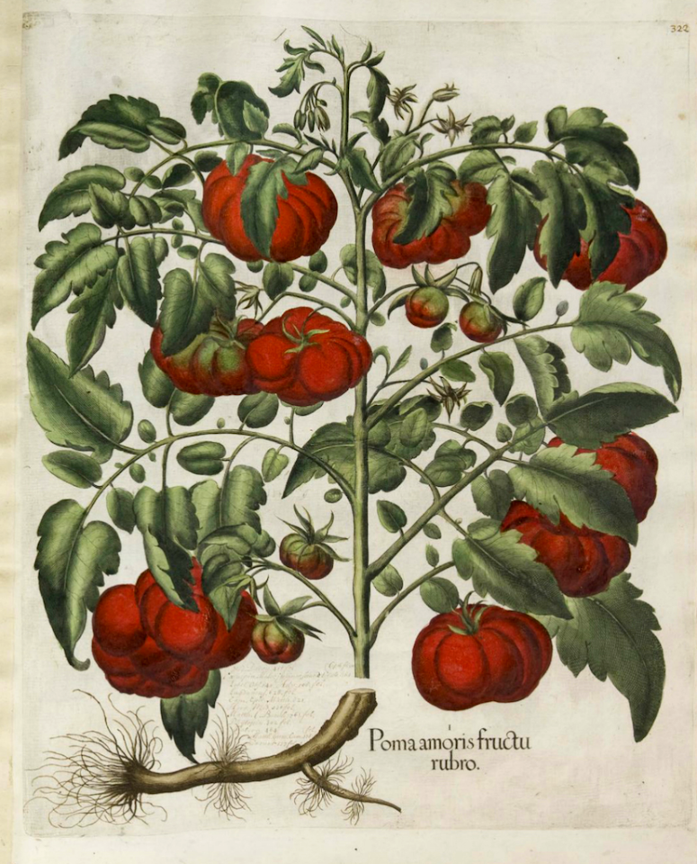 Tomato. Solanum lycopersicum (as Poma amoris fructu rubro) Bessler, Basilius, Hortus Eystettensis, Tertius ordo collectarum plantarum autumnalium, vol. 3: t. 322 (1620) [B. Besler]