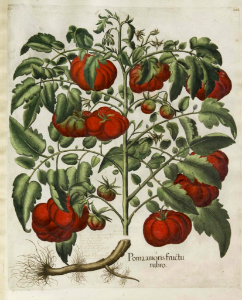 Tomato. Solanum lycopersicum (as Poma amoris fructu rubro) Bessler, Basilius, Hortus Eystettensis, Tertius ordo collectarum plantarum autumnalium, vol. 3: t. 322 (1620) [B. Besler]. Free illustration for personal and commercial use.