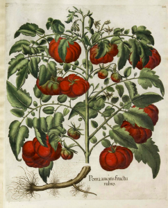 Tomato. Solanum lycopersicum (as Poma amoris fructu rubro) Bessler, Basilius, Hortus Eystettensis, Tertius ordo collectarum plantarum autumnalium, vol. 3: t. 322 (1620) [B. Besler]