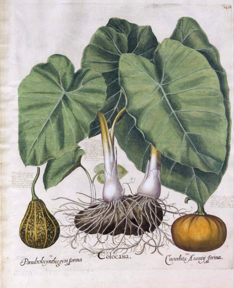 Elephant's Ear, Taro Root. (Colocasia esculenta), and Summer Squash (Curcurbita pepo). Bessler, Basilius, Hortus Eystettensis, Tertius ordo collectarum plantarum autumnalium, vol. 3: t. 348 (1620) [B. Besler]