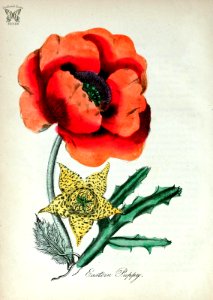 Easterm poppy. Oriental poppy (Papaver orientale), and Stapelia sp. The American flora vol. 3 (1855). Free illustration for personal and commercial use.