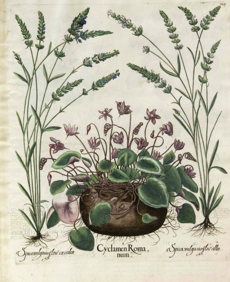 European Cyclamen (Cyclamen purpurascens) and English lavender (Lavandula angustifolia)  Bessler, Basilius, Hortus Eystettensis, Tertius ordo collectarum plantarum autumnalium, vol.3, t. 349 (1620) [B. Besler]