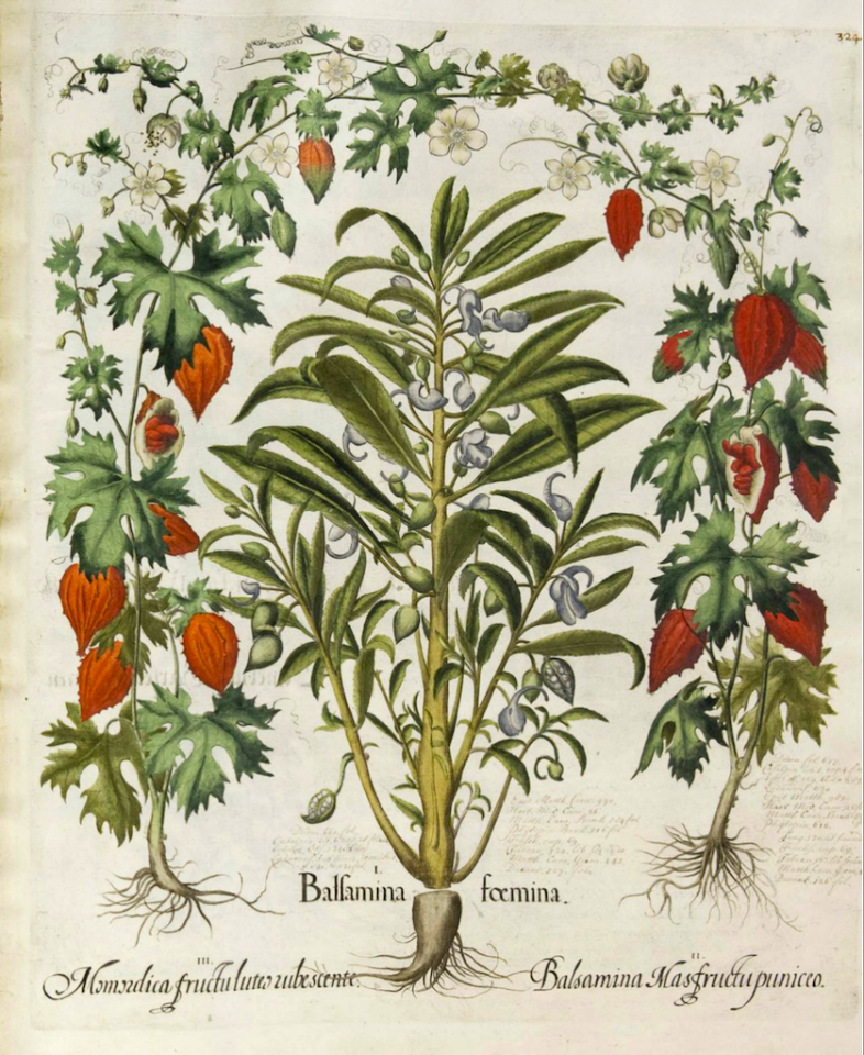 Touch-me-not. Impatiens balsamina (as Balsamina foemina), and Balsam Apple (Momordica balsamina)  Hortus Eystettensis, Bessler, Basilius, vol. 3: t. 324 (1620)