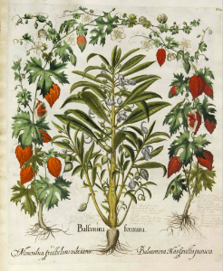 Touch-me-not. Impatiens balsamina (as Balsamina foemina), and Balsam Apple (Momordica balsamina) Hortus Eystettensis, Bessler, Basilius, vol. 3: t. 324 (1620). Free illustration for personal and commercial use.