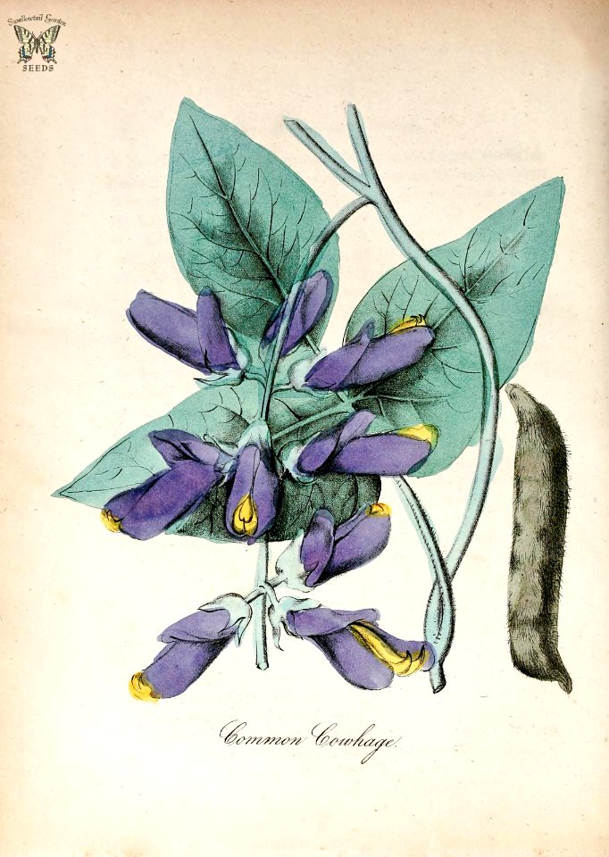 Common cowhage. Mucuna pruriens. The American flora vol. 3 (1855). Free illustration for personal and commercial use.