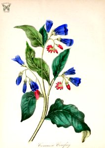 Common Comfrey. Symphytum orientale. The American flora vol. 3 (1855). Free illustration for personal and commercial use.