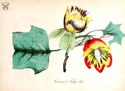 Tulip tree. Liriodendron tulipifera. The American flora vol. 3 (1855). Free illustration for personal and commercial use.