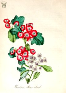 Rose-colored Hawthorn. Crataegus laevigata. The American flora vol. 3 (1855). Free illustration for personal and commercial use.