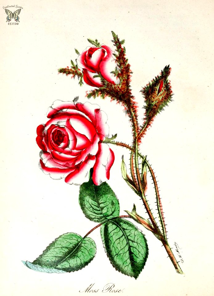 Moss Rose.