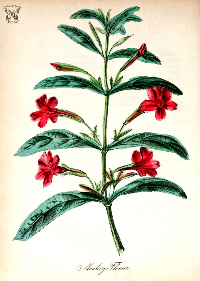 Sticky Monkey-flower, Orange Bush Monkey-flower. Mimulus aurantiacus. The American flora vol. 3 (1855)