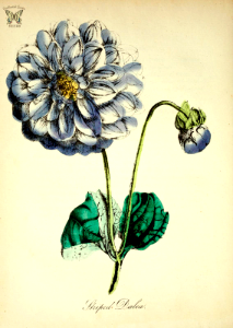 Dahlia, [as Striped Dalea] (1855). Free illustration for personal and commercial use.