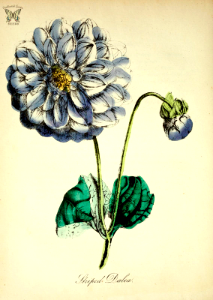 Dahlia, [as Striped Dalea] (1855)