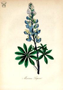 Mexican Lupine, Lupine. (Lupinus perennis). The American flora vol. 3 (1855). Free illustration for personal and commercial use.