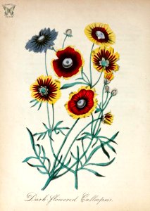 Dark-flowered Calliopsis, Plains Coreopsis. Coreopsis tinctoria. These cheerful annual wildflowers are native to the plains of the central and eastern US. The American flora vol. 3 (1855). Free illustration for personal and commercial use.