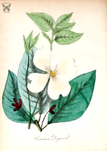 Common dogwood, Eastern dogwood. Cornus florida. The American flora vol. 3 (1855). Free illustration for personal and commercial use.