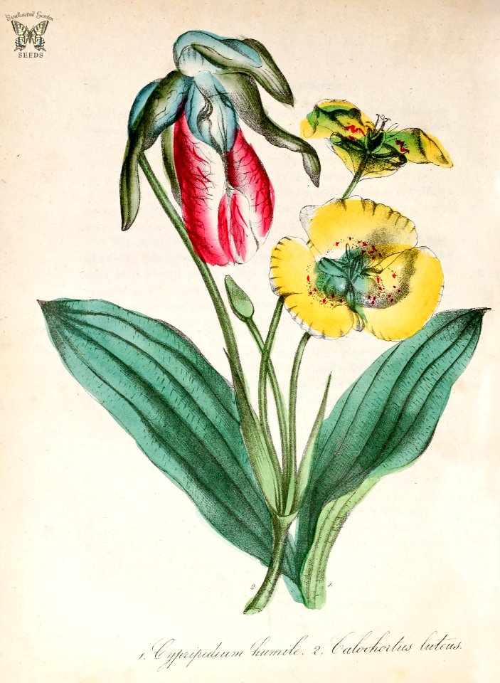 Lady's Slipper Orchid (Cypripedium acaule [as C. humile]) and Yellow Mariposa Lily (Calochortus luteus). The American flora vol. 3 (1855)