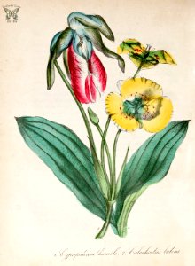 Lady's Slipper Orchid (Cypripedium acaule [as C. humile]) and Yellow Mariposa Lily (Calochortus luteus). The American flora vol. 3 (1855). Free illustration for personal and commercial use.