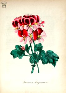 Geranium. American flora vol. 3 (1855). Free illustration for personal and commercial use.
