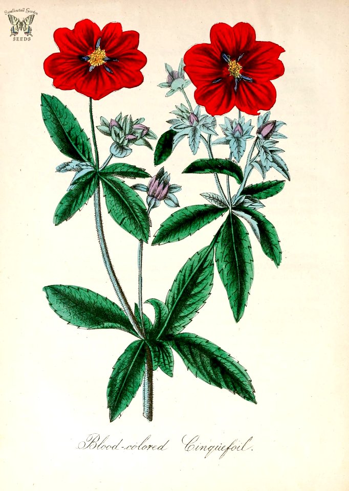 Blood-colored cinquefoil. Potentilla atrosanguinea. The American flora vol. 3 (1855)