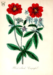 Blood-colored cinquefoil. Potentilla atrosanguinea. The American flora vol. 3 (1855). Free illustration for personal and commercial use.