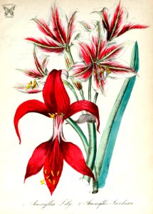 Amaryllis lily, naked ladies (Amaryllis belladonna), and Jacobean lily (Sprekelia formosissima). The American flora vol. 3 (1855). Free illustration for personal and commercial use.