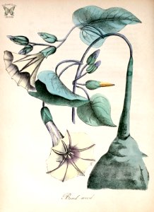 Bind-weed. Ipomoea pandurata. The American flora vol. 3 (1855). Free illustration for personal and commercial use.