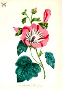 Annual Lavatera [Lavatera trimestris] (1855). Free illustration for personal and commercial use.