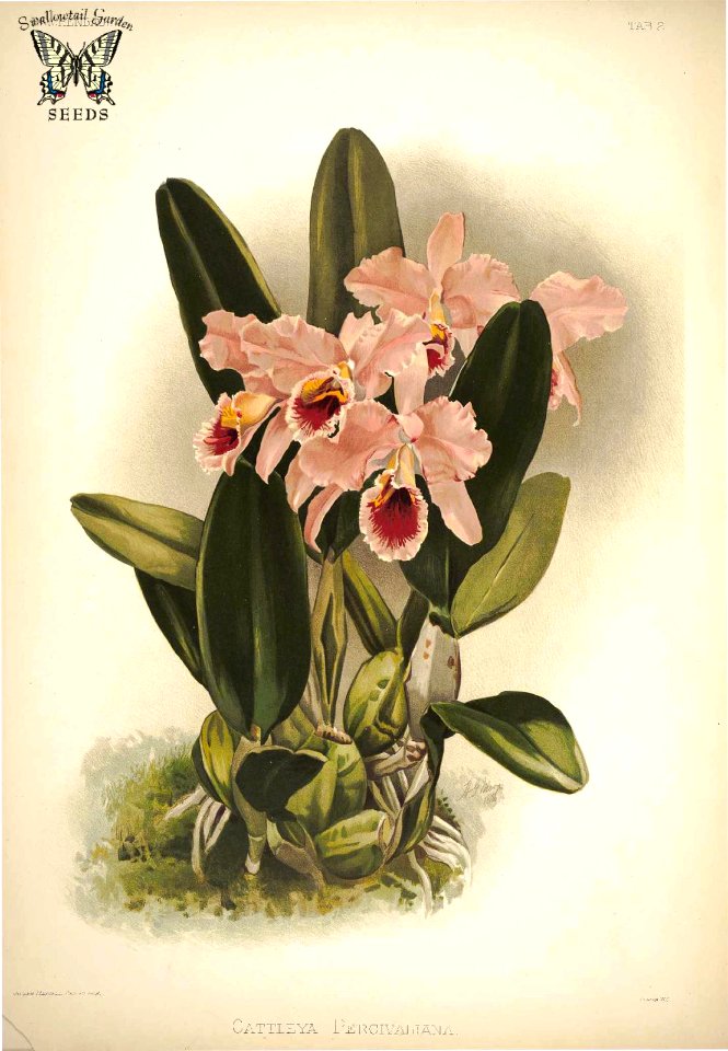 Cattleya percivaliana. Reichenbachia- Orchids illustrated and described.