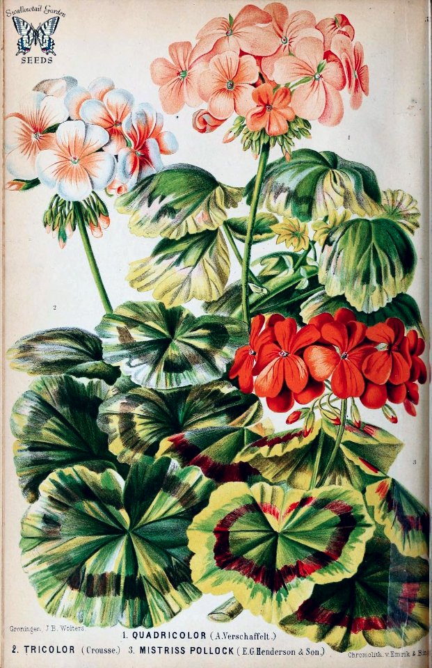 Geranium Quadricolor, Tricolor, & Mistriss Pollock. Pelargonium hort.  Neerland's Plantentuin,  Oudemans, Cornelis Antoon Jan Abraham, Glijm, C., vol. 3 (1867)