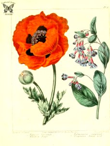 Oriental poppy, Eastern poppy (Papaver orientale), and Virginian Lung-wort (Pulmonaria virginianica) The new botanic garden (1812). Free illustration for personal and commercial use.
