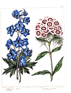 Delphinium, as larkspur (Delphinium elatum) and Sweet William (Dianthus barbatus), The new botanic garden (1812). Free illustration for personal and commercial use.