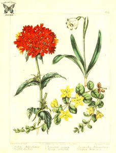 Scarlet Lynchis, Maltese cross ( Silene chalcedonica, as Lychnis chalcedonica), Spring snowflake (Leucojum vernum), and Creeping moneywort (Lysimachia nummularia). The new botanic garden (1812). Free illustration for personal and commercial use.