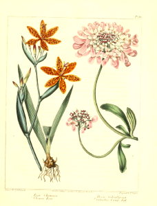 Blackberry lily, as Chinese Ixia (Iris domestica, as Ixia chinensis), and Gibraltar candytuft (Iberis gibraltarica). The new botanic garden (1812). Free illustration for personal and commercial use.