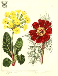 Cowslip (Primula veris), and Fine-leaved Paeony (Paeonia tunuifolia). The new botanic garden (1812). Free illustration for personal and commercial use.