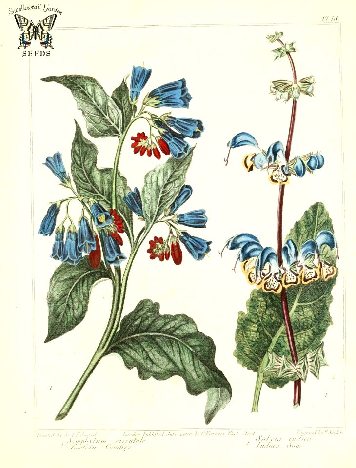 Eastern comfrey (Symphitum orientale), and Indian sage. (Salvia indica). The new botanic garden (1812)