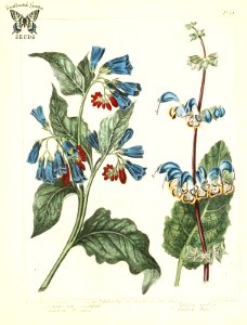 Eastern comfrey (Symphitum orientale), and Indian sage. (Salvia indica). The new botanic garden (1812). Free illustration for personal and commercial use.