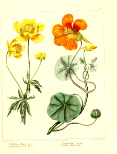 American globeflower (Trollius laxus, as T. americanus), and Greater nasturtium (Tropaeolum majus). The new botanic garden (1812)