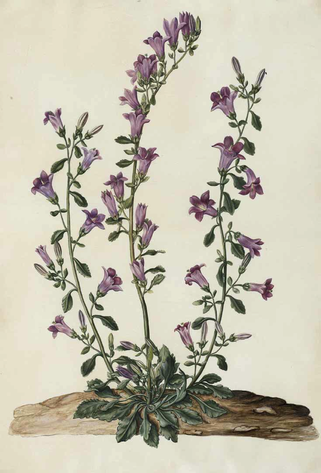 Canterbury bells. Campanula medium. Moninckx atlas, Moninckx, J., vol. 8: t. 72 (1702-1709)
