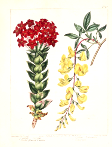 Scarlet-flowered Crassula (Crassula coccinea) and Golden Chain, Golden Rain (Laburnum anagyroides) The New Botanic Garden (1812). Free illustration for personal and commercial use.