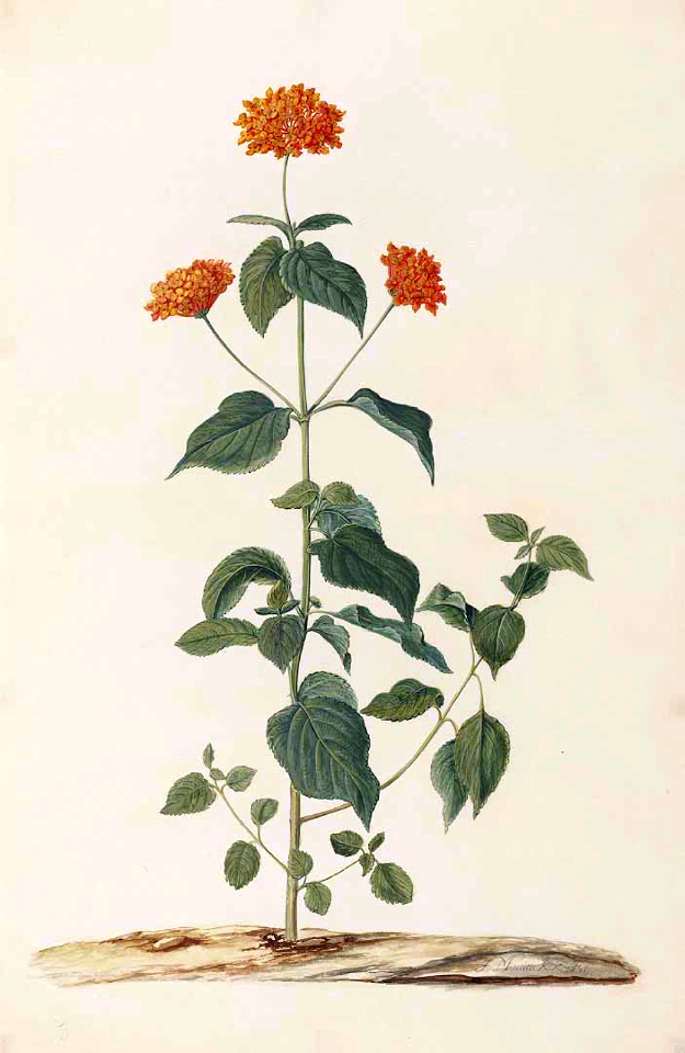 Lantana. Big sage. Lantana camara. Moninckx atlas, Moninckx, J., vol. 2: t. 17 (1682-1701)