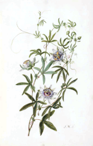 Blue crown passion flower. Passiflora caerulea. Cistus ladanifer. Moninckx atlas, Moninckx, J., vol. 2: t. 40 (1682-1701)