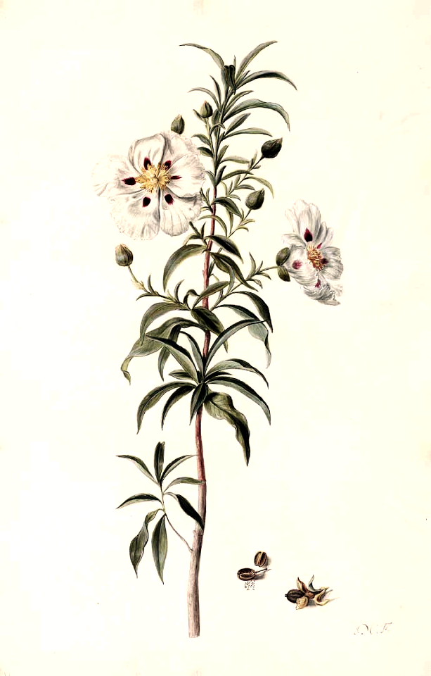 Gum rockrose, Laudanum, Brown-eyed rockrose, Jara pringosa (sticky shrub). Cistus ladanifer. Moninckx atlas, Moninckx, J., vol. 2: t. 42 (1682-1701)