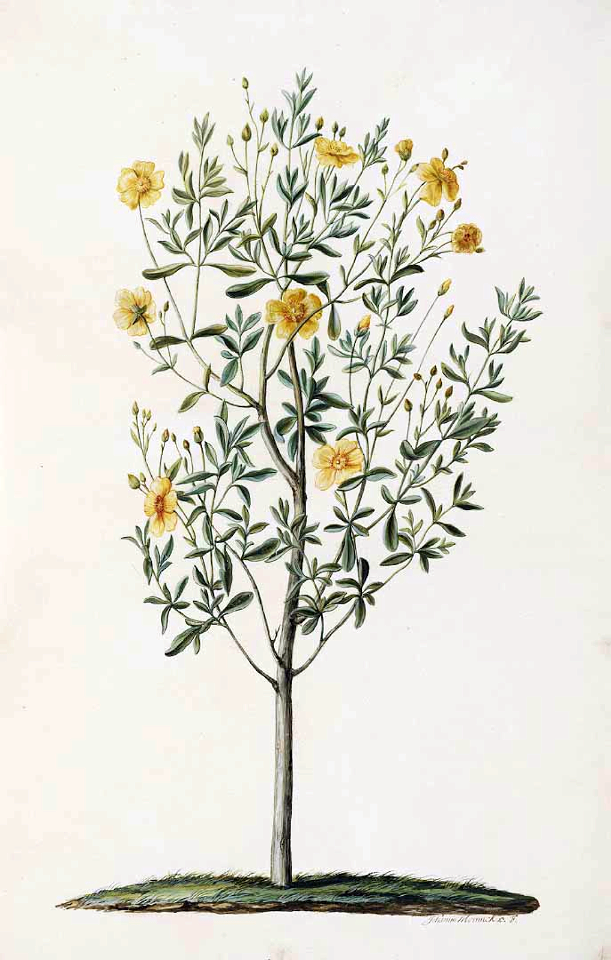 Rockrose. Halimium alyssoides. Moninckx atlas, Moninckx, J., vol. 2: t. 48 (1682-1701)