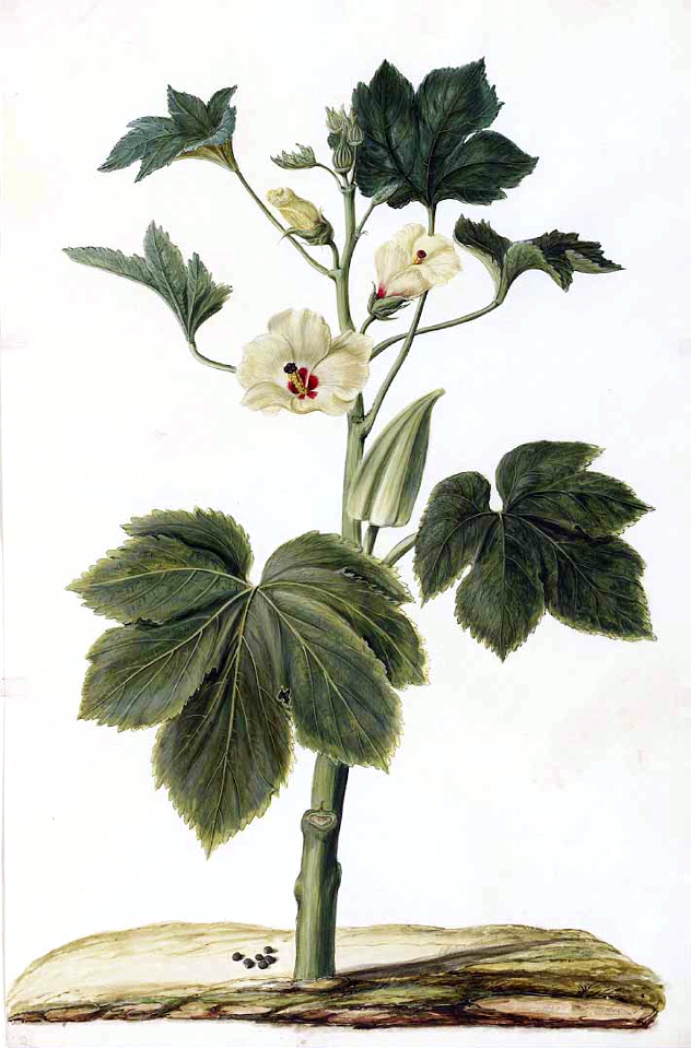Okra, Ladiy's finger, Gumbo. Hibiscus esculentus. Moninckx, J., Moninckx atlas, vol. 2: t. 4  (1682-1701)