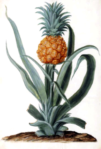 Pineapple. Ananas comosus. Moninckx, J., Moninckx atlas, vol. 1: t. 36 (1682)